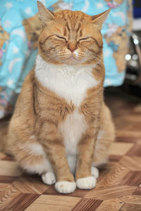 Close-up of cat sitting on floor