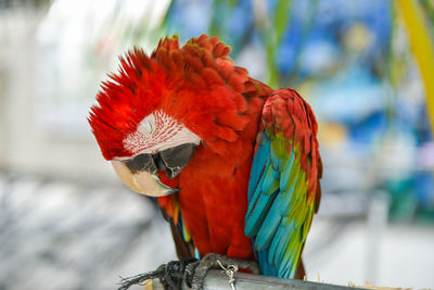 Close-up of parrot perching on red leaf