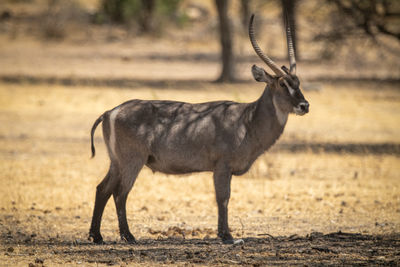 Male common waterbuck stands in dappled shade