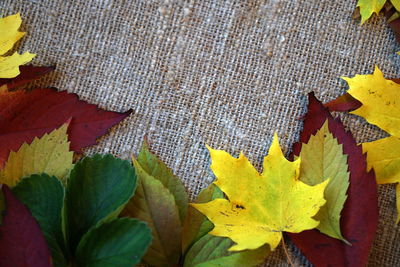 High angle view of maple leaves on plant