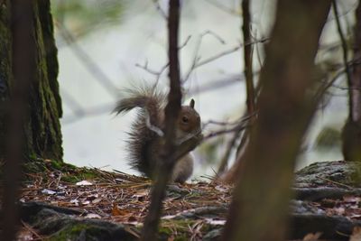 Squirrel on a tree