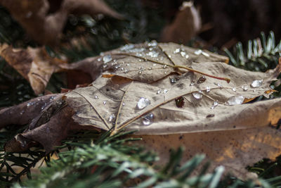 Close-up of leaves