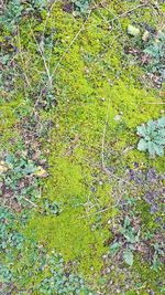 High angle view of moss growing on field