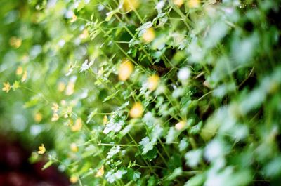 Close-up of fresh green plants