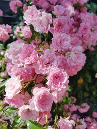 Close-up of pink flowers