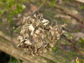 Close-up of wilted plant on branch