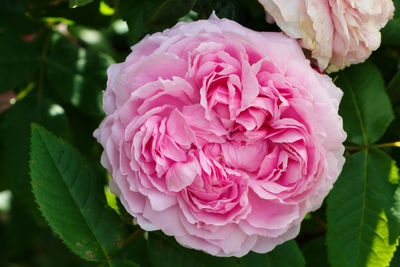 Close-up of pink rose flower