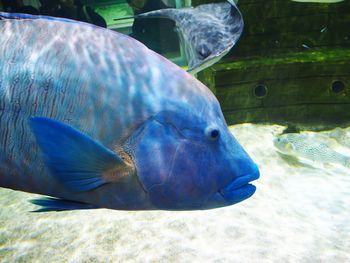 Close-up side view of a turtle