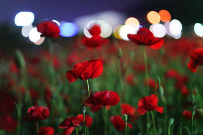 Close-up of red flowers blooming at night