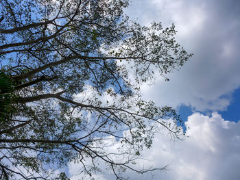 Low angle view of tree against sky