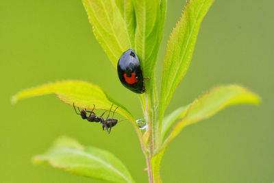 Close-up of ladybug on leaf