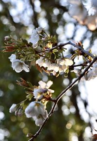 Low angle view of white flowering tree