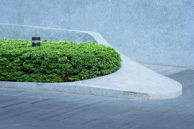 High angle view of plant growing against wall