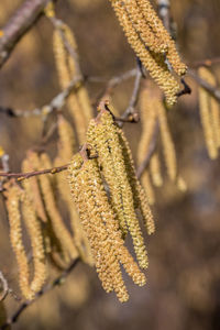 Close-up of plant against blurred background