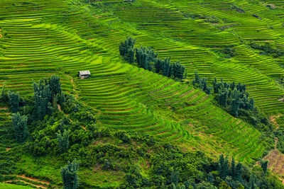 High angle view of rice field