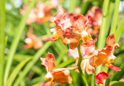 Close-up of flowering plant