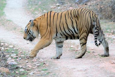 Zebra walking