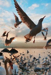 Seagulls flying over beach