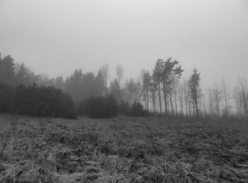 Scenic view of forest in foggy weather