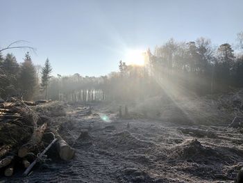 Scenic view of forest against bright sun