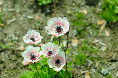 Close-up of white flowering plant on field