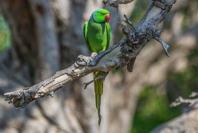 Close-up of parrot perching on tree