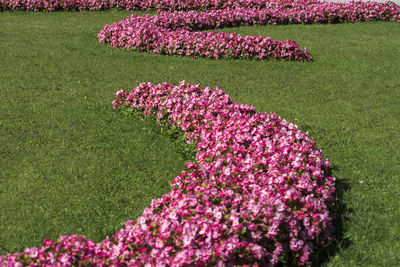 Pink flowers in grass