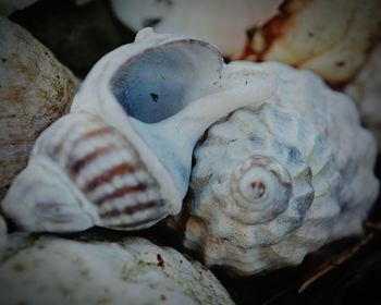 Close-up of seashells