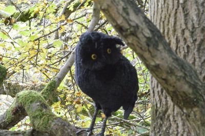 Close-up of bird perching on tree