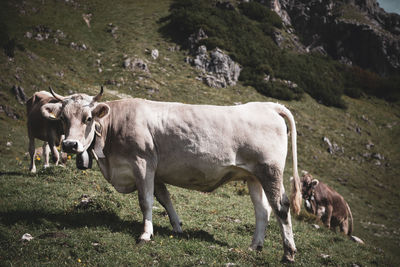 Cows standing in a field