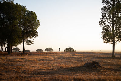 Trees on field against sky