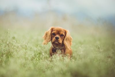 Portrait of brown cavalier king charles spaniel puppy on grassy field