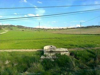 View of sheep on landscape