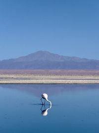 Scenic view of lake against clear blue sky