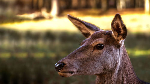 Close-up of a horse looking away