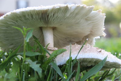 Close-up of mushrooms growing on land