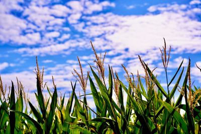 Close-up of stalks against blue sky