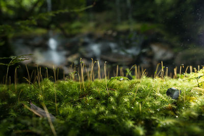 Close-up of wet grass on field