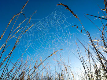 Low angle view of spider web on plants against clear blue sky