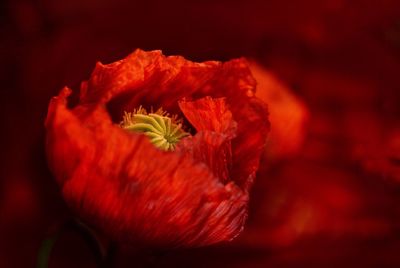 Close-up of red poppy flower