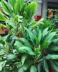 Close-up of fresh green leaves