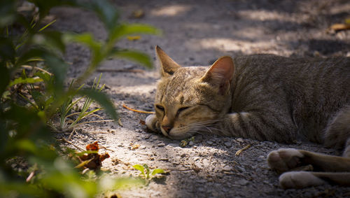 Cat lying on the ground