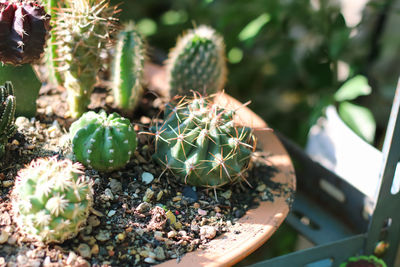 Close-up of cactus growing in pot