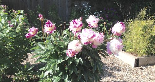 Close-up of pink flowers