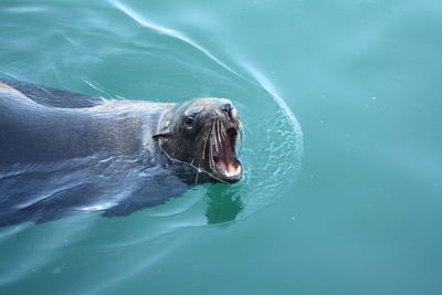 High angle view of seal swimming on lake