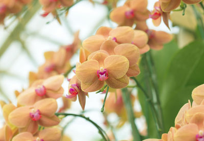 Close-up of pink flowering plant