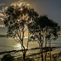 Tree by sea against sky during sunset