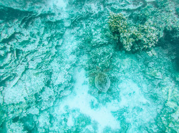 High angle view of turtle in sea