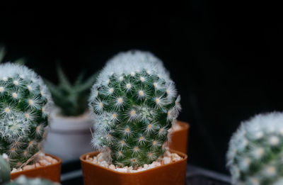 Close-up of potted cactus plant