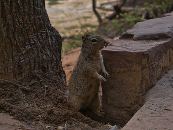 Close-up of squirrel on tree trunk